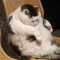Sad Chonk