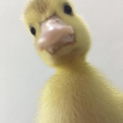 짜