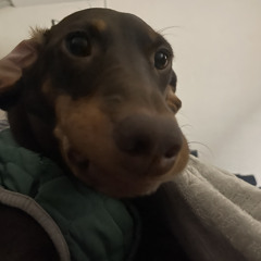 홍찬솔