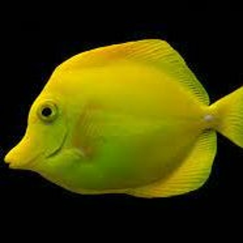 Stream Fish music | Listen to songs, albums, playlists for free on ...