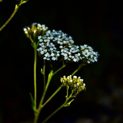 Kennybattle 3.5 (2nd place)