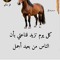 بيبو