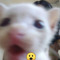 blista