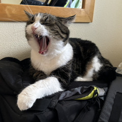 Simon