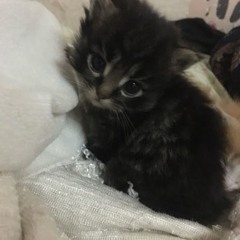 4giv