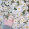 shxxbi