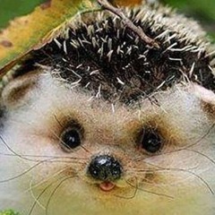 крипак2013ют