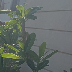 axiiia-6