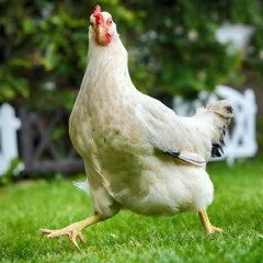 ChickenOntheLoose