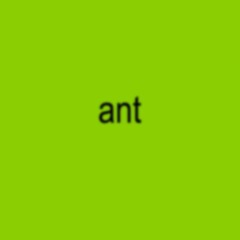 ant