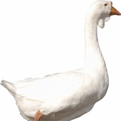 Goose