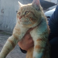 Max Silver