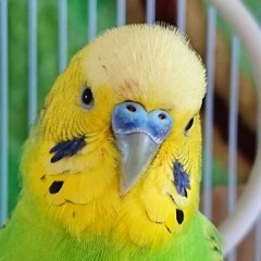 首領・シビル