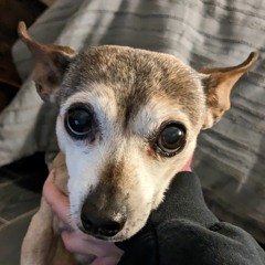 Mercy - Shawn Mendes