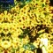 pottingsoil
