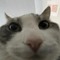 fuckass cat gang