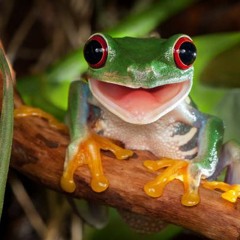 TreeFrogZ
