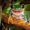 TreeFrogZ