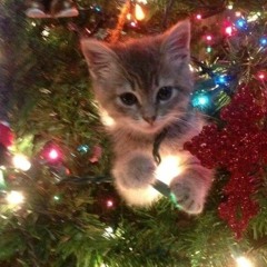 Kittie