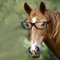Watermelon Smarties (horse)