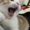 TheOriginalTacocat