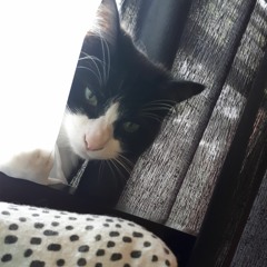 SYLVesteR