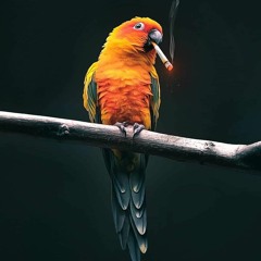 zoz