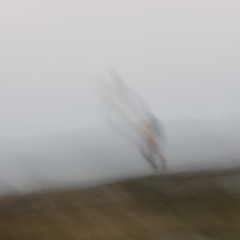 cai