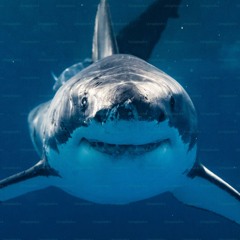 Francesco RM aka shark