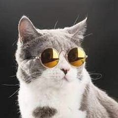 Sir.Cat