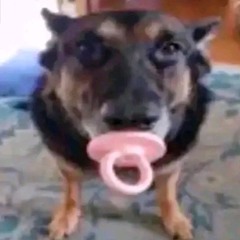 Binky dog
