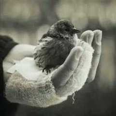 Mona Abu Itiwy