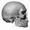 Skeletommy