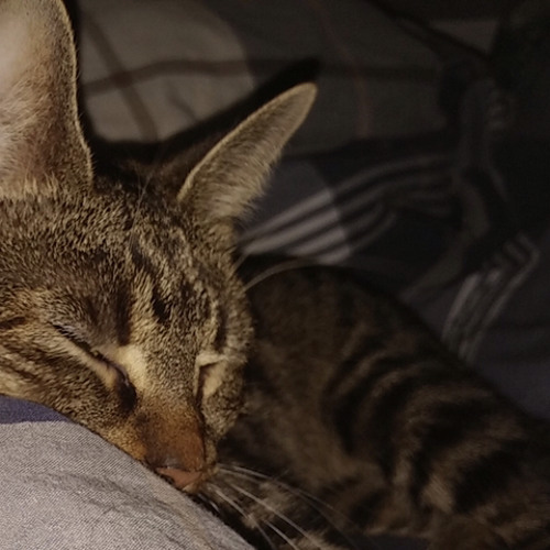 The Wither Storm x The Mangle