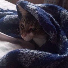 Marcelo Rivas (Hamaca)