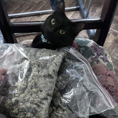 Klash