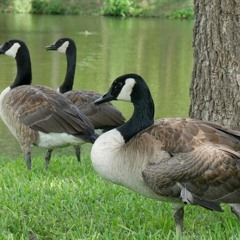 WILDQUACKS