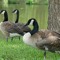 WILDQUACKS