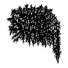 SPERMxWHALE