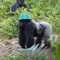 dan the monkey man