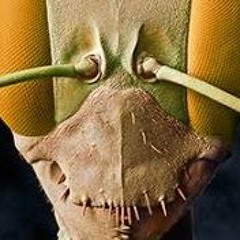 DAИ