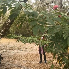 K̶i̶i̷t̵a̸ ̸A̴r̴i̵a̵