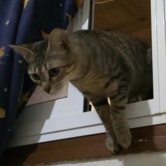 vais