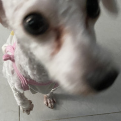 Nghoa