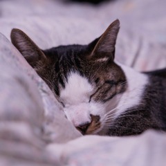 Raz