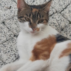 😼🇵🇱