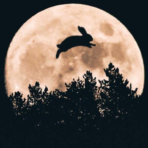 Rabbit hotsell in moon