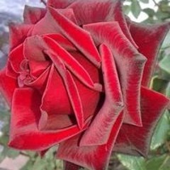 محمد محمد موفق