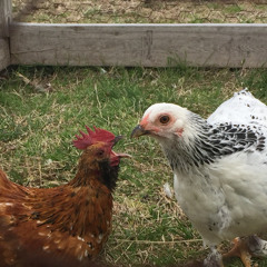 strongchicken