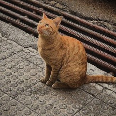 Zizi